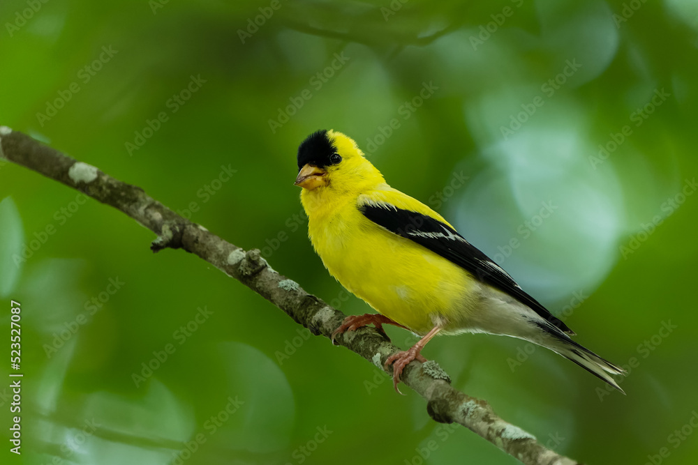 American Goldfinch Perched on Tree Branch American Goldfinch Perched on Tree Branch