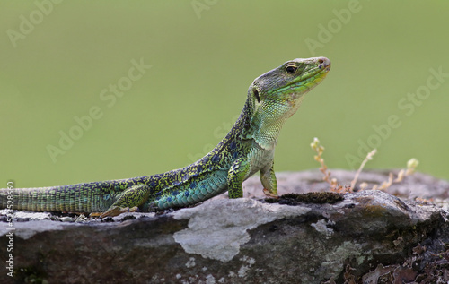 Close up portrait of a big and dominant adult male ocellated lizard or jewelled lizard  Timon lepidus . Beautiful scary green and blue exotic lizard with vibrant colors in natural environment. Spain