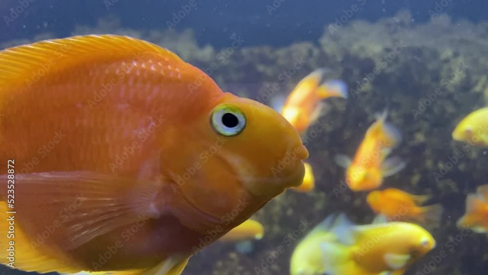 A flock of golden fish on a coral reef. Lots of goldfish. Goldfish swim in the water A flock of golden fish on a coral reef. Lots of goldfish. Goldfish swim in the water