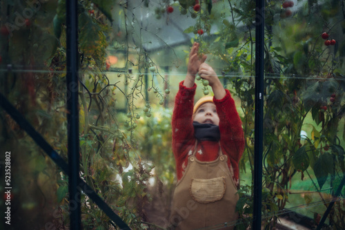 Little girl harvesting bio tomatoes in her basket in family greenhouse.