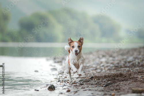 Fototapeta Naklejka Na Ścianę i Meble -  flying dog. Active jack russell terrier jumping in the water. Active holiday with a pet