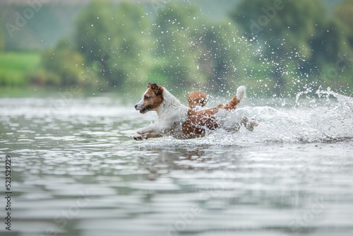 Fotografija flying dog