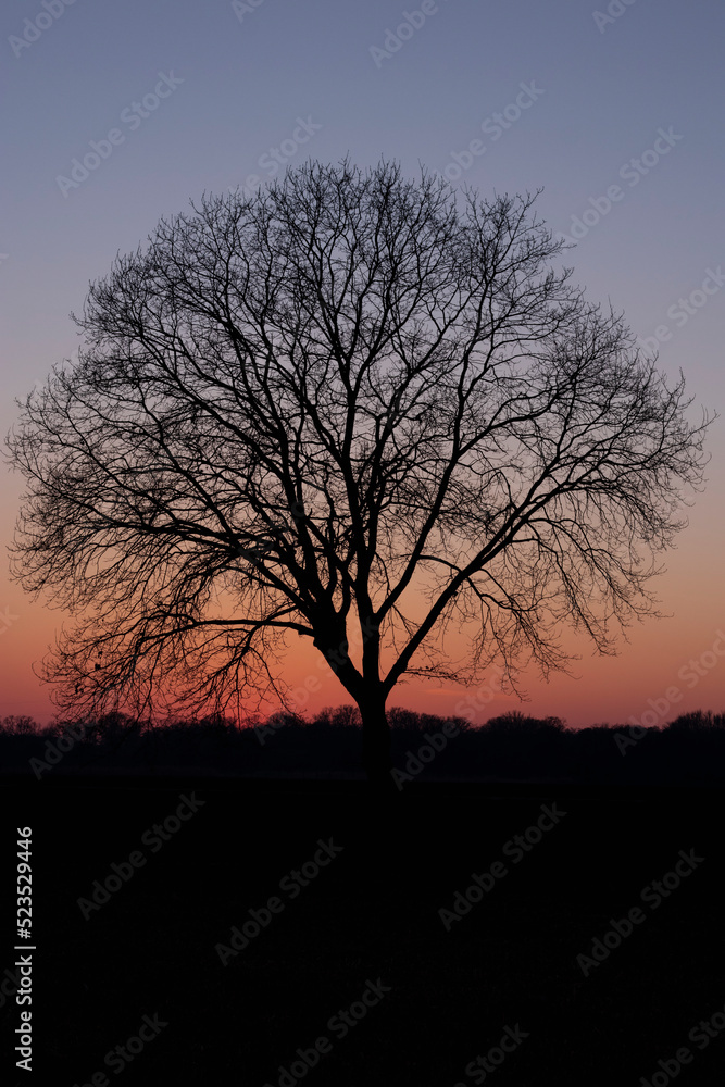 Drzewo na tle zachodu słońca 