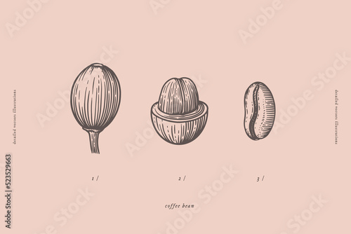 Coffee beans in process of maturation. Fruits of an exotic plant in engraving style. Design element for menu, packaging for shop, cafe. Botanical illustration. Vector vintage illustration.