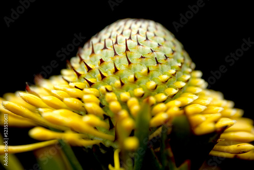 Side view of Isopogon anemonifolius photo