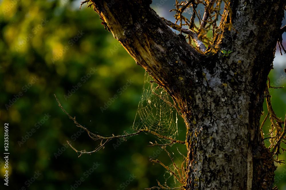 Obraz premium baumstamm