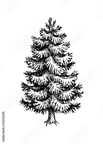 Fir tree ink sketch.