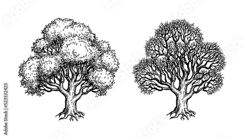 Fototapeta Naklejka Na Ścianę i Meble -  Oak trees ink sketch.