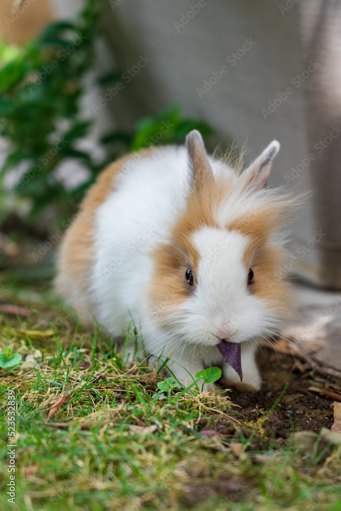 Cute little white and orange rabbit. Sweet lionhead rabbit eats leaves in a meadow. Love of animals and pet photography. Tender baby bunny. Cute little white and orange rabbit. Sweet lionhead rabbit eats leaves in a meadow. Love of animals and pet photography. Tender baby bunny.