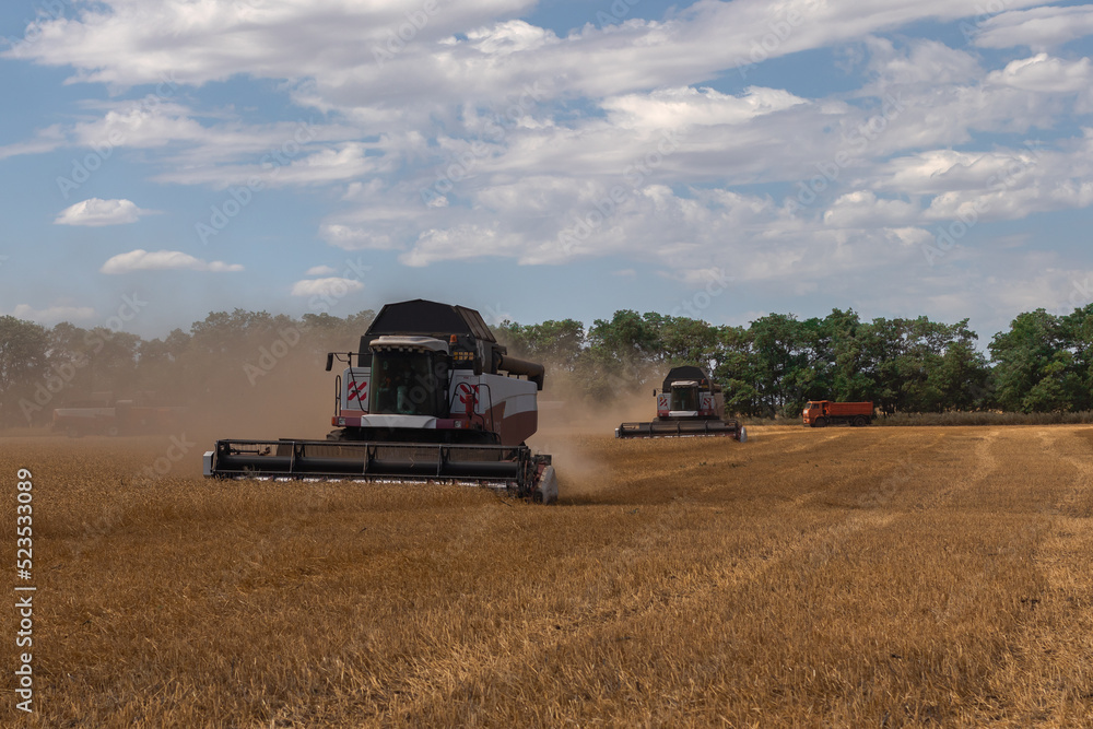 Fototapeta premium Wheat harvesting in the summer. harvesters working in the field