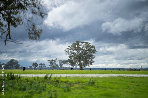 Photography organic, regenerative, sustainable agriculture farm producing stud wagyu beef cows