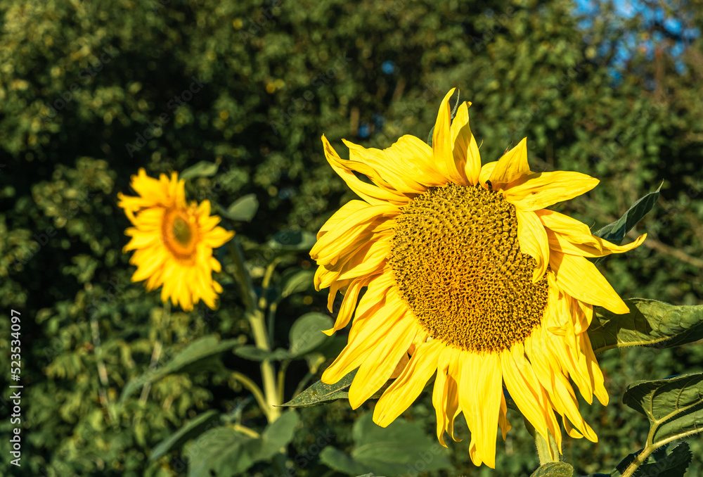 Fototapeta premium Yellow bright sunflower flower on a green background