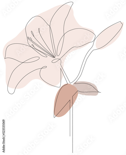 Stylized lily flower one line and spot drawing