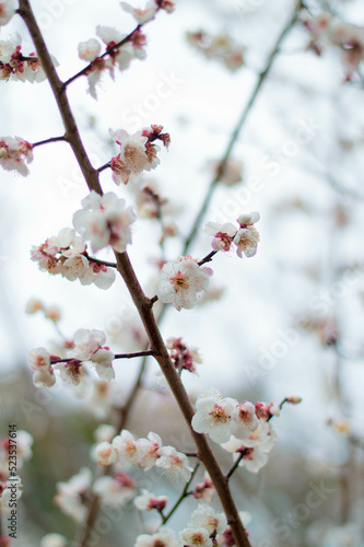 Branch of plum/cherry blossom © Aoki