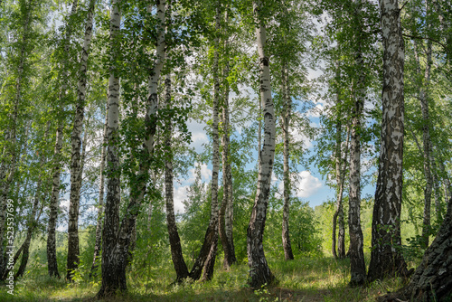 birch forest in summer on a sunny day landscape