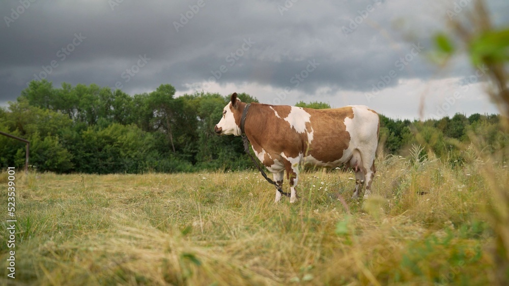 A red cow with white spots grazes on the field