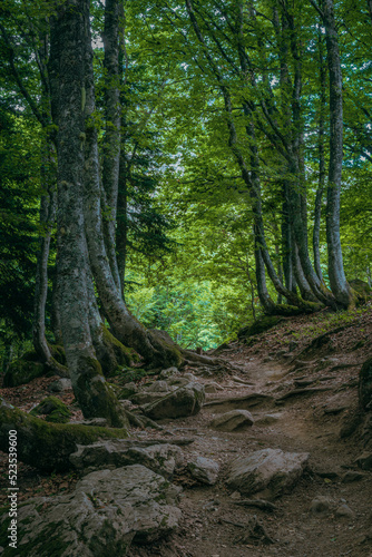 Forest background on the mountain of Pyrenees Plateau