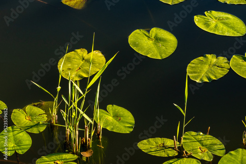 nenufar leafs on the water