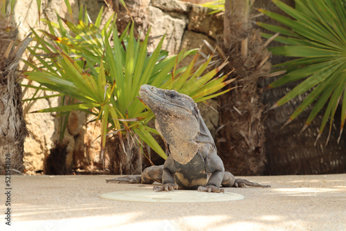 Iguana basking in the sun. photo
