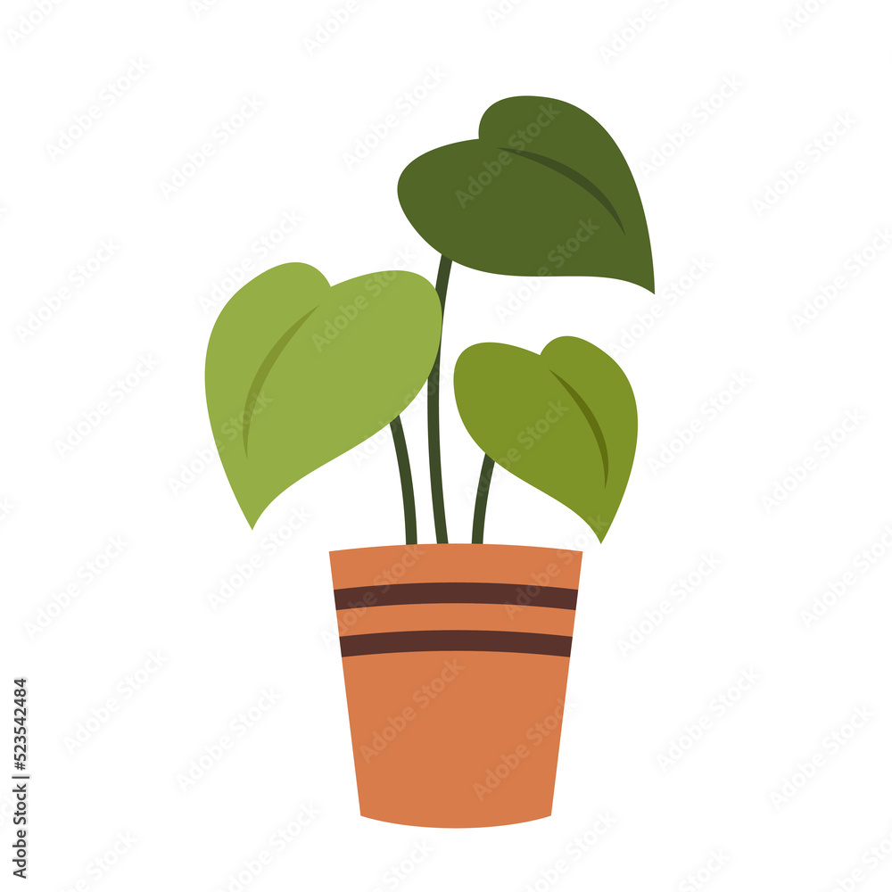 Spotted betel. Spotted betel in pot on white background. Spotted betel. Spotted betel in pot on white background.