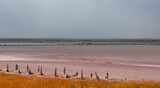 wooden columns covered large lumps of salt in the pink lake. Crimea, Saki