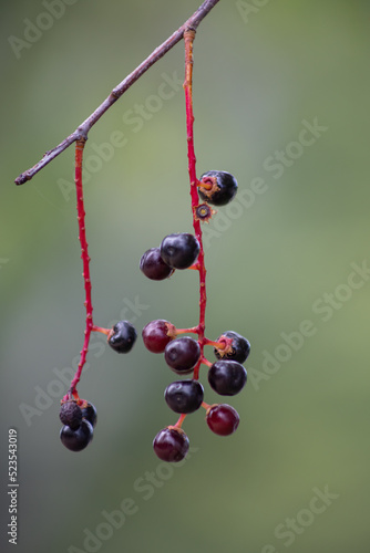 Wild Black Cherry Close-Up (Rum Cherry) Hanging From The Branch and Stems, Taken On The Maine coast, USA photo