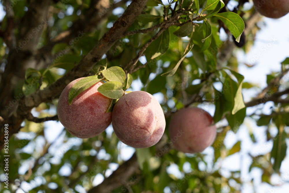 Organic purple plums are ready to pick and eat Organic purple plums are ready to pick and eat