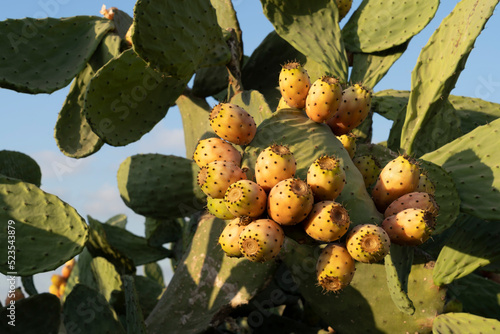 Organic Opuntia ficus-indica with ripe fruit ready to eat photo