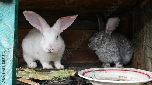 domestic rabbits in a cage. Sick rabbit in farm. consequence of the disease. disease from mosquito bites. photo