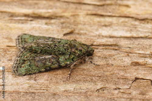 Closeup on a mediterranean Tree-lichen Beauty moth, Cryphia algae sitting on wood photo