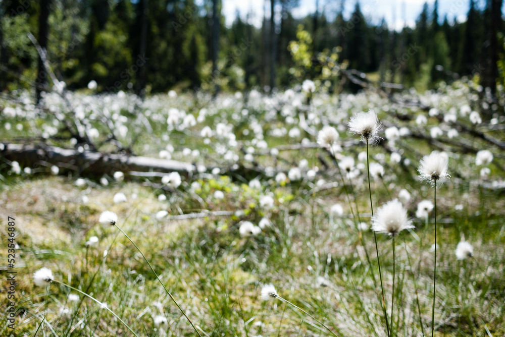 Fototapeta premium flowers in the grass