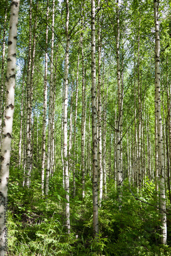 birch forest in the morning