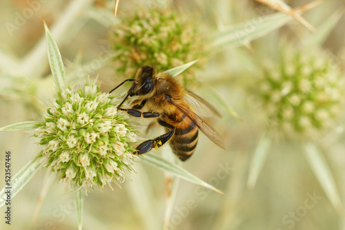 Closeup on a mediterranean Honeybee, Apis mellifera on a green field Eryngo campestre flower © Henk