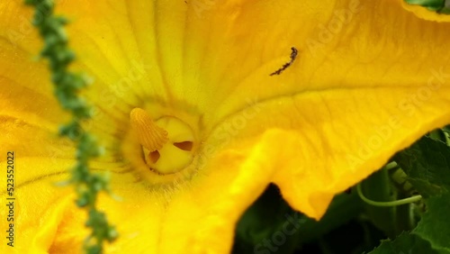 flores de calabacín