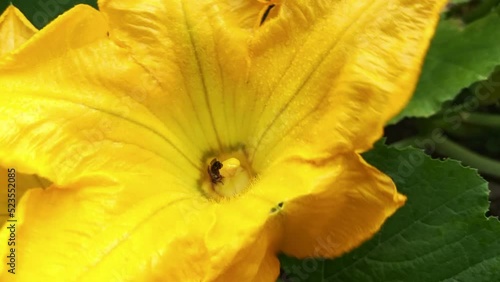 Abejas recolectando polen de unas flores de calabacín