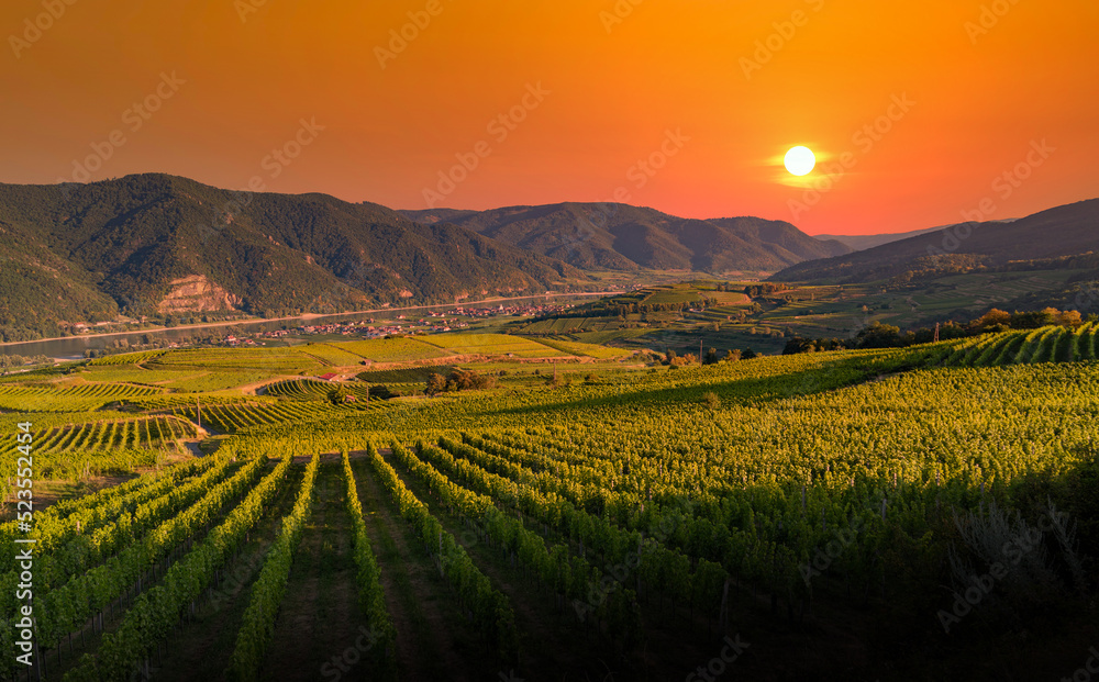 Sunset colored vineyards on a summer evening. Wachau valley. Austria