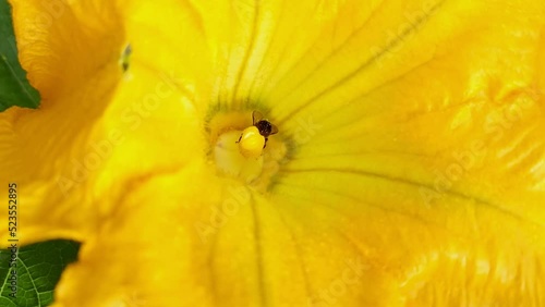 Abejas recolectando polen de unas flores de calabacín