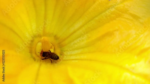 Abejas recolectando polen de unas flores de calabacín