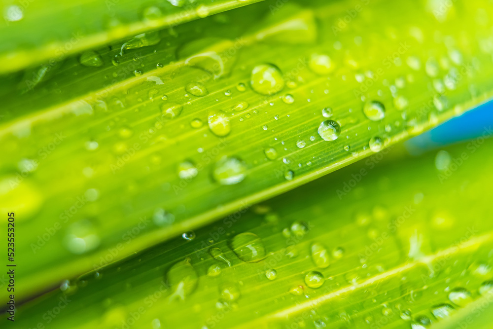 Macro closeup of Beautiful fresh green leaf with drop of water in morning sunlight nature background. Macro closeup of Beautiful fresh green leaf with drop of water in morning sunlight nature background.