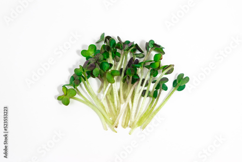 Green young sprouts of spicy mustard grow were grown for food. Cut microgreen shoots close up on white background.