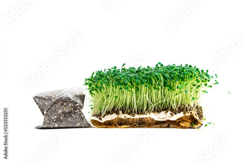 Green young sprouts of chia (Salvia hispanica) grown for food near bag of seeds. White background. photo