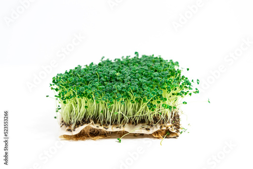 Beautiful green young sprouts of chia (Salvia hispanica) grown for eating. White background. Close up.