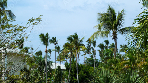 Palm trees © Laura Giustozzi