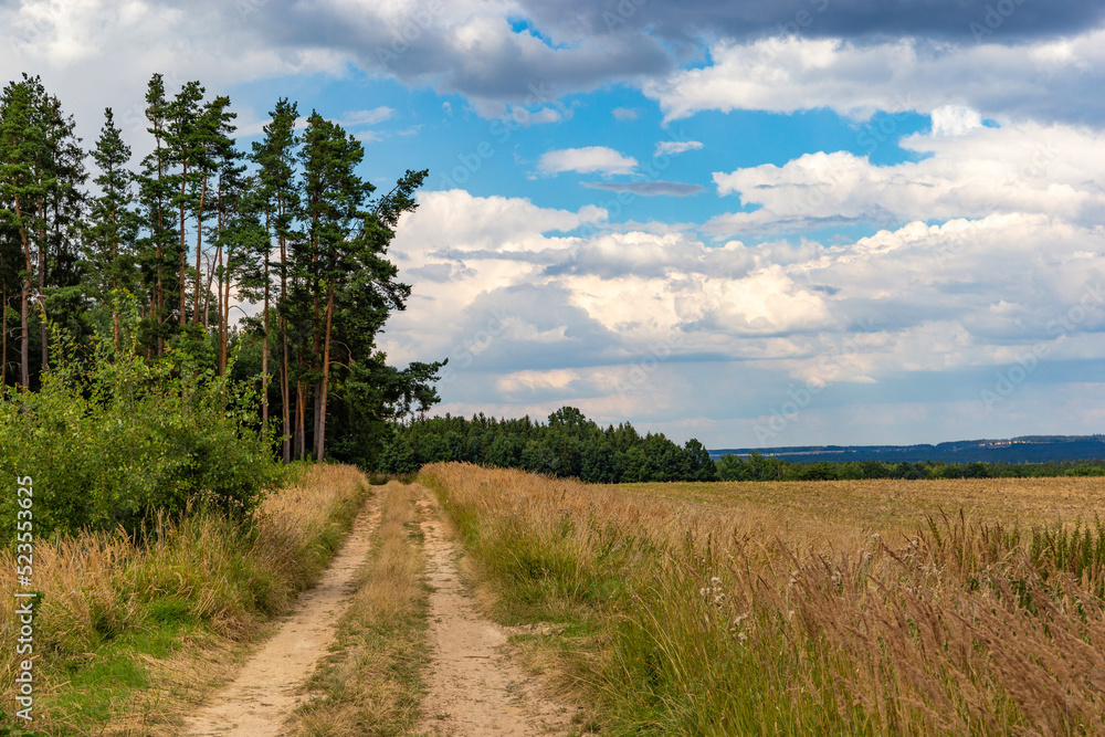 Field and dirt road near the forest. Summer landscape.