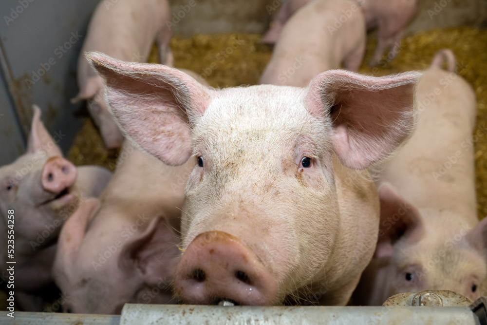 Fototapeta premium Schwein