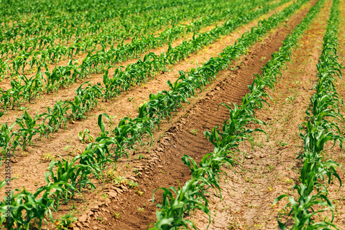 Zea mays plantation, corn sprouts in cultivated agricultural field