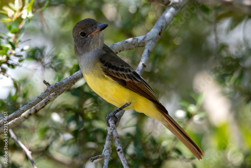 great crested flycatcher