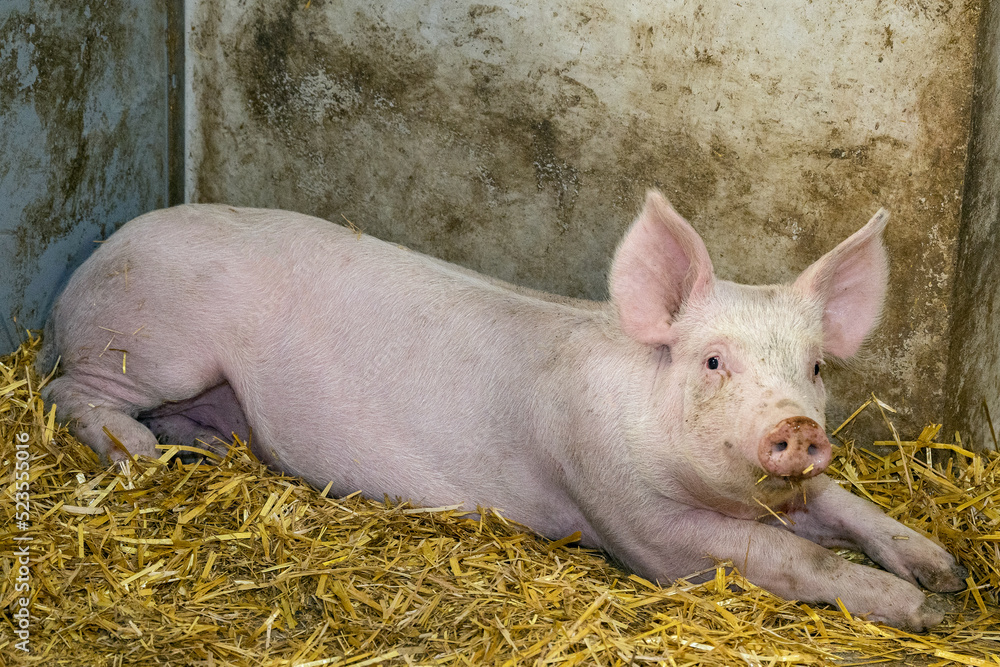 Schwein Schwein