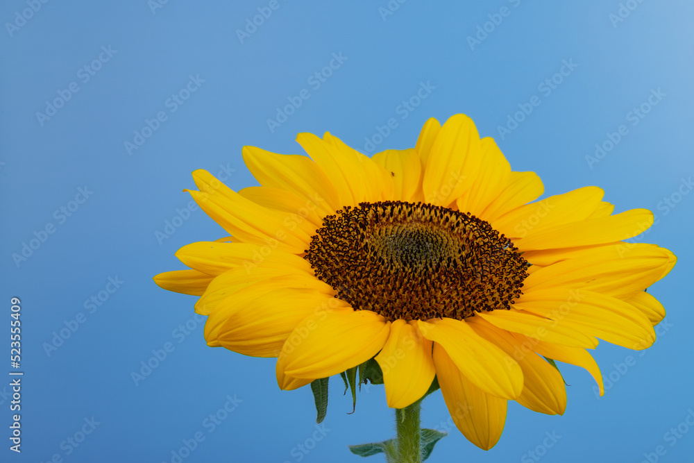 Bright yellow sunflower on blue. Sunflowers are a symbol of Ukraine. Copy space for your text. Bright yellow sunflower on blue. Sunflowers are a symbol of Ukraine. Copy space for your text.