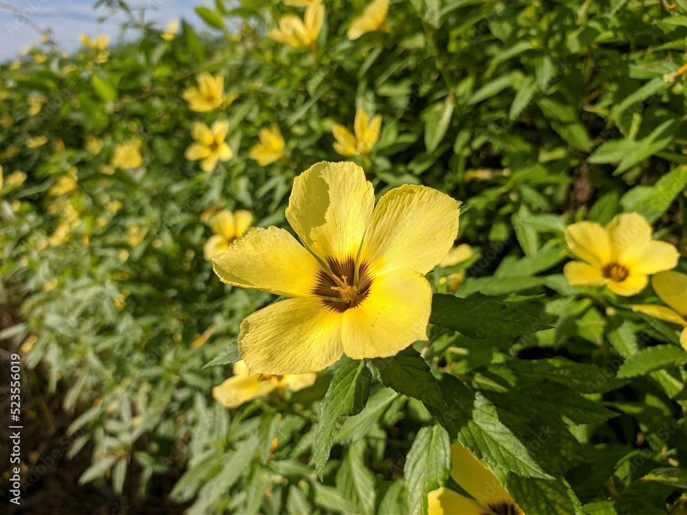Damiana Flower (Turnera Ulmifolia) blooming in the morning Damiana Flower (Turnera Ulmifolia) blooming in the morning